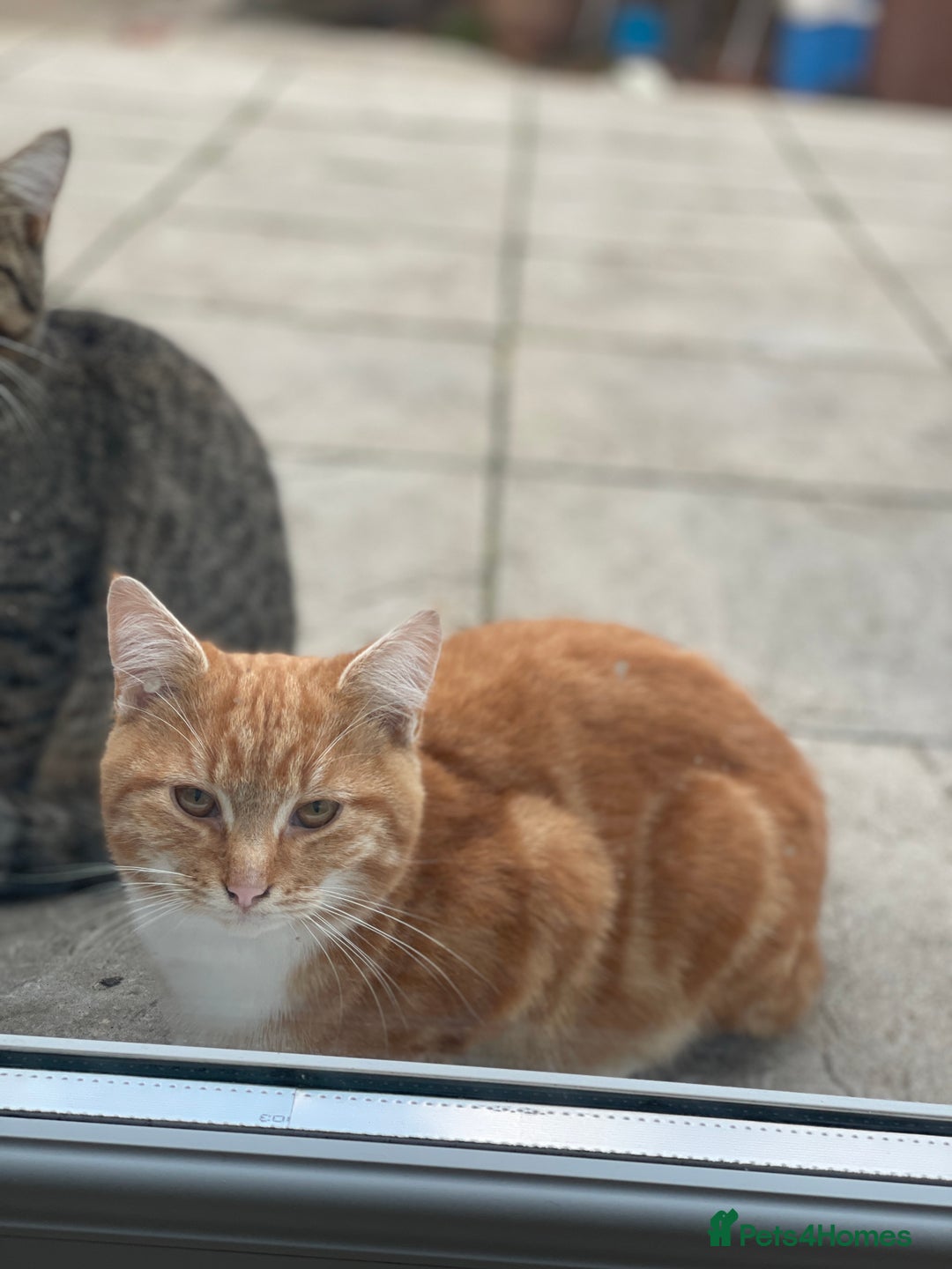 European cats for sale: Male cat - Image 1