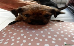 Mixed Breed dogs for sale: Mixed border terrier girl  - Advert 4