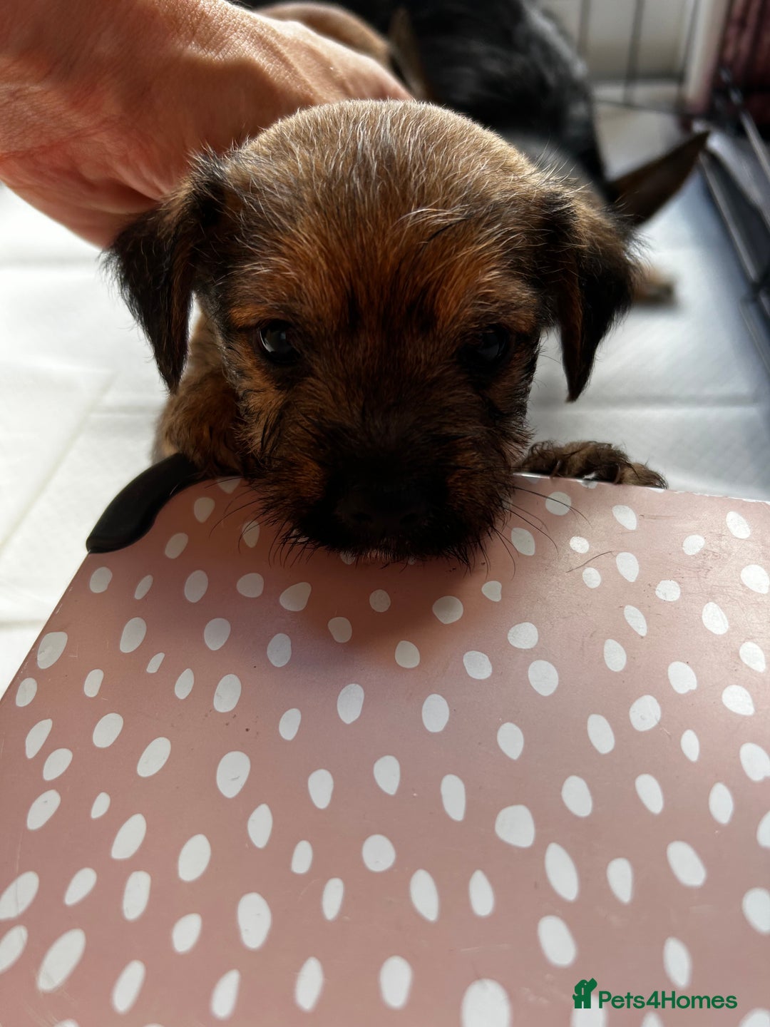 Mixed Breed dogs for sale: Mixed border terrier girl  - Advert 4