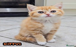 British Shorthair cats for sale: Adorable Kittens Ready For Reservation  - Image 16
