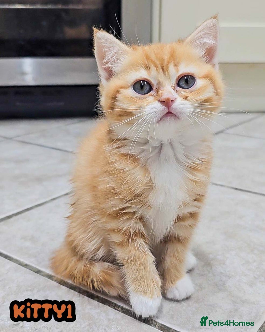 British Shorthair cats for sale: Adorable Kittens Ready For Reservation  - Image 16