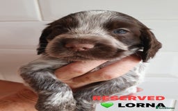 Cocker Spaniel dogs for sale: Stunning Blue/Liver Roan Cocker Spaniels Puppies  - Image 21
