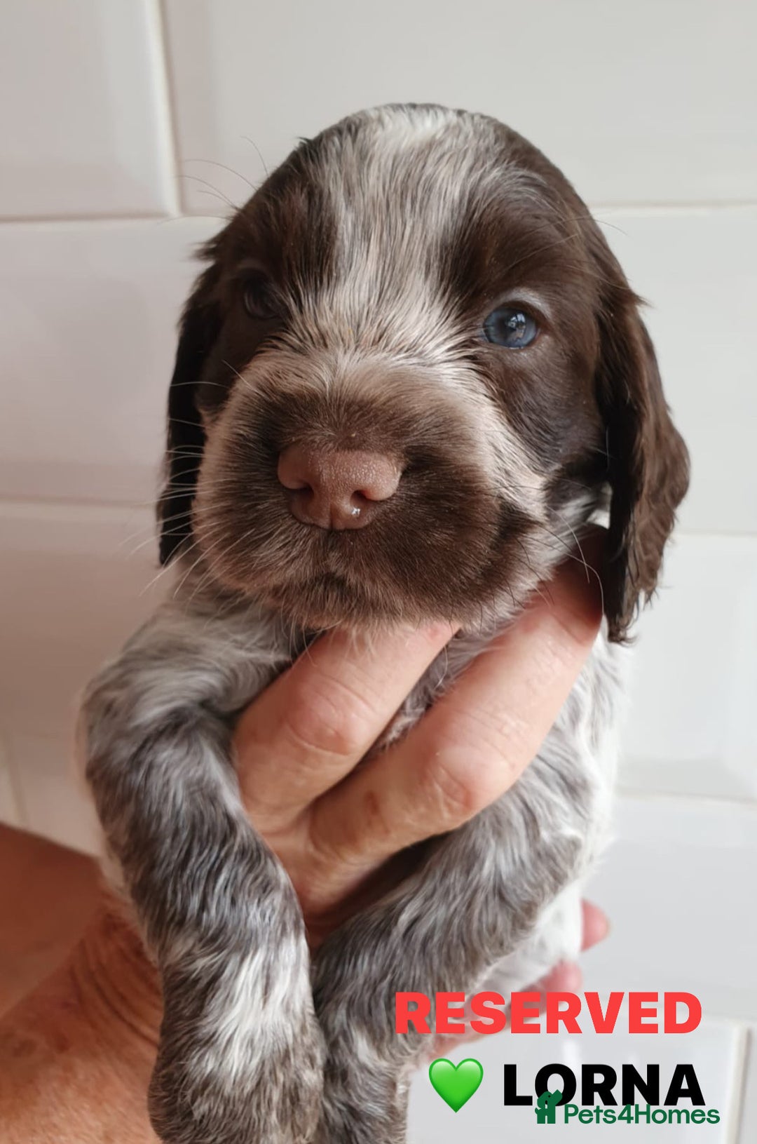 Cocker Spaniel dogs for sale: Stunning Blue/Liver Roan Cocker Spaniels Puppies  - Image 21