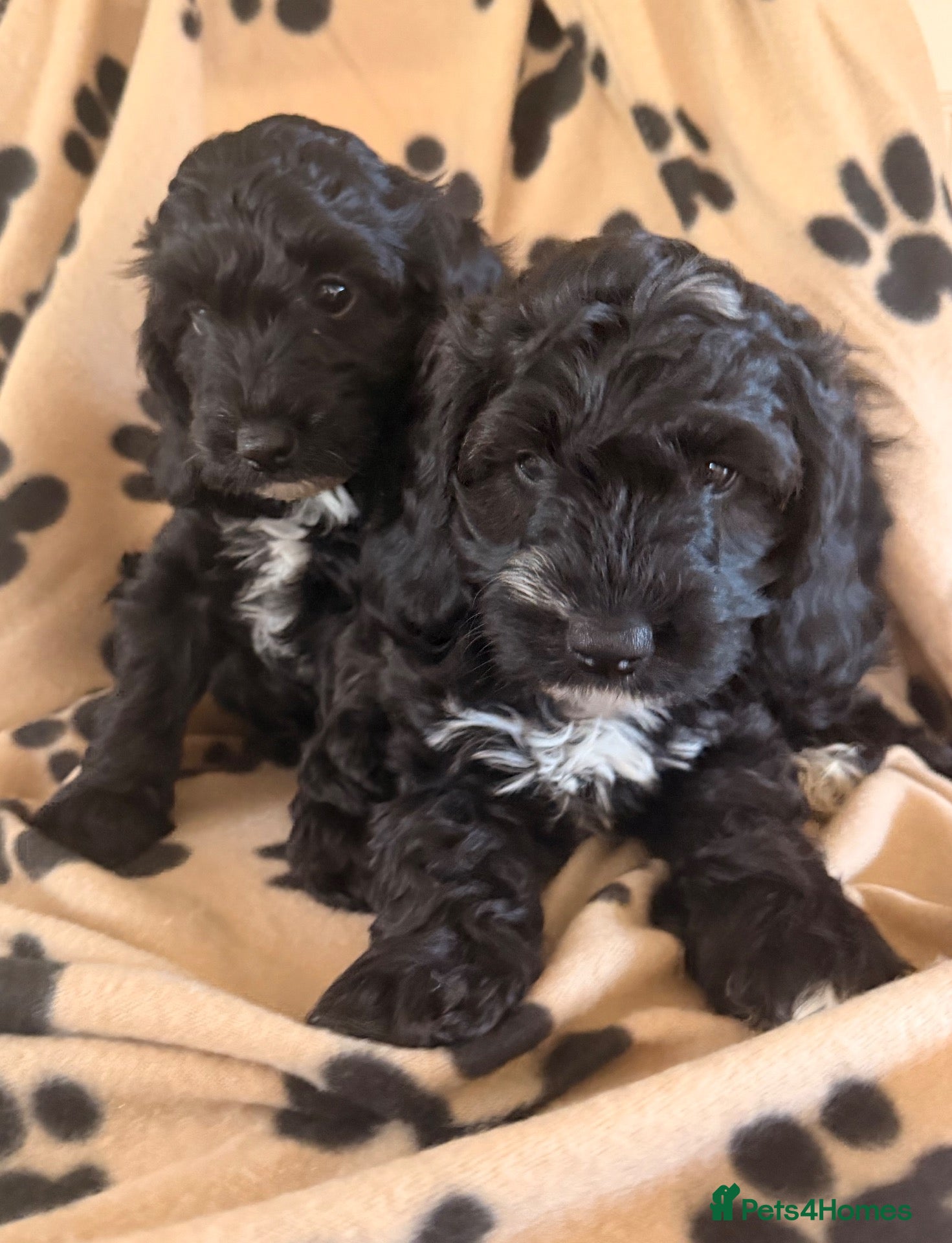 Cockapoo dogs Beautiful cockapoo puppies  - Advert 2
