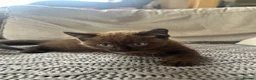 Mixed Breed cats for sale: 🐱 2 male kittens looking for new home 🐱  - Advert 13