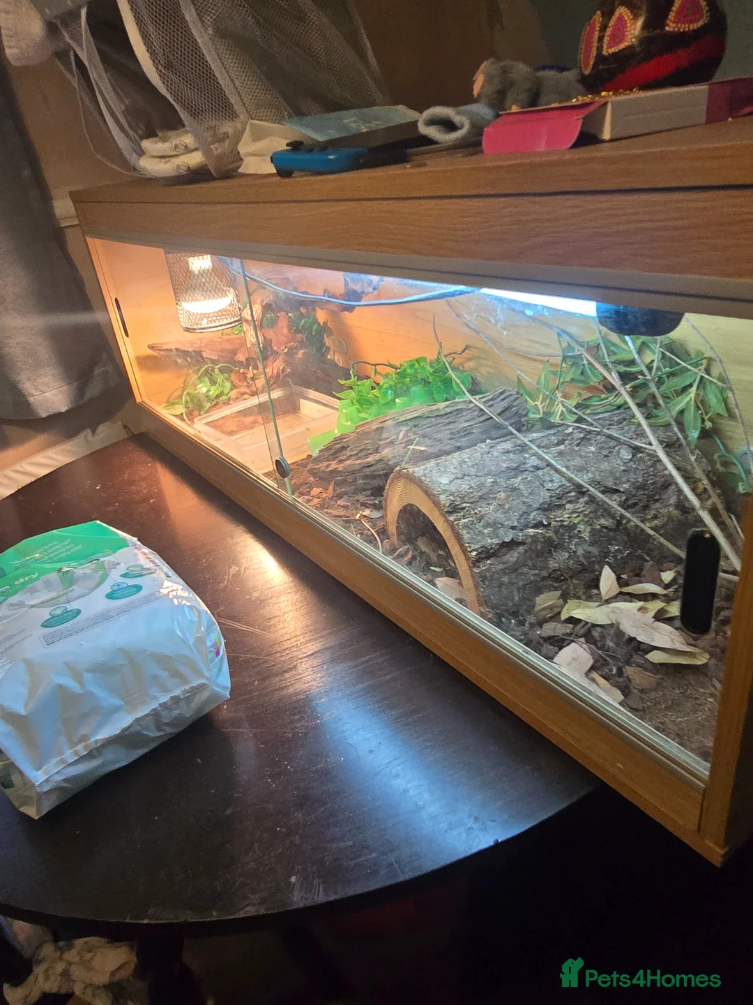Boa Snake reptiles for sale: Dwarf boa snake  in Saltburn-by-the-Sea - Advert 2