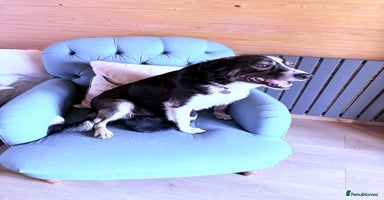 Border Collie dogs - Advert 7