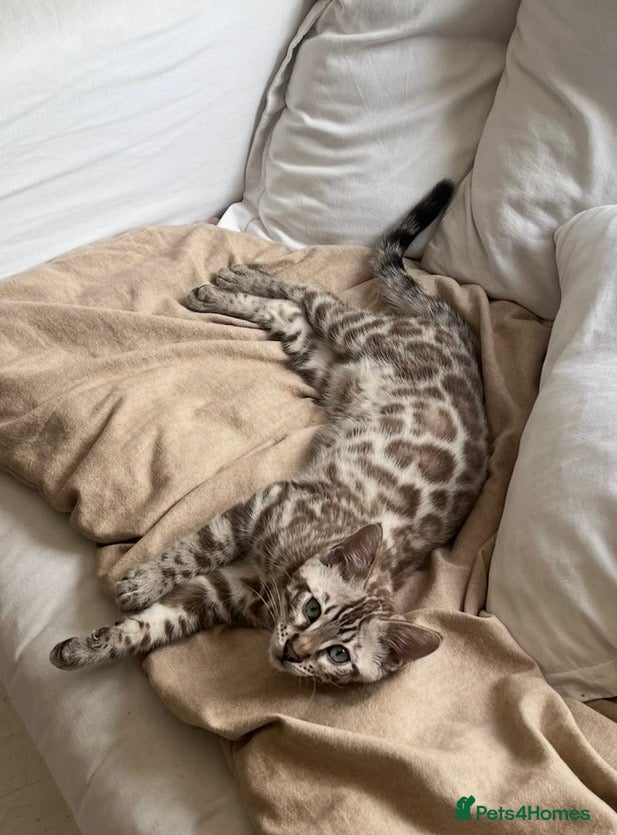 Bengal cats Bengal for sale  - Advert 1