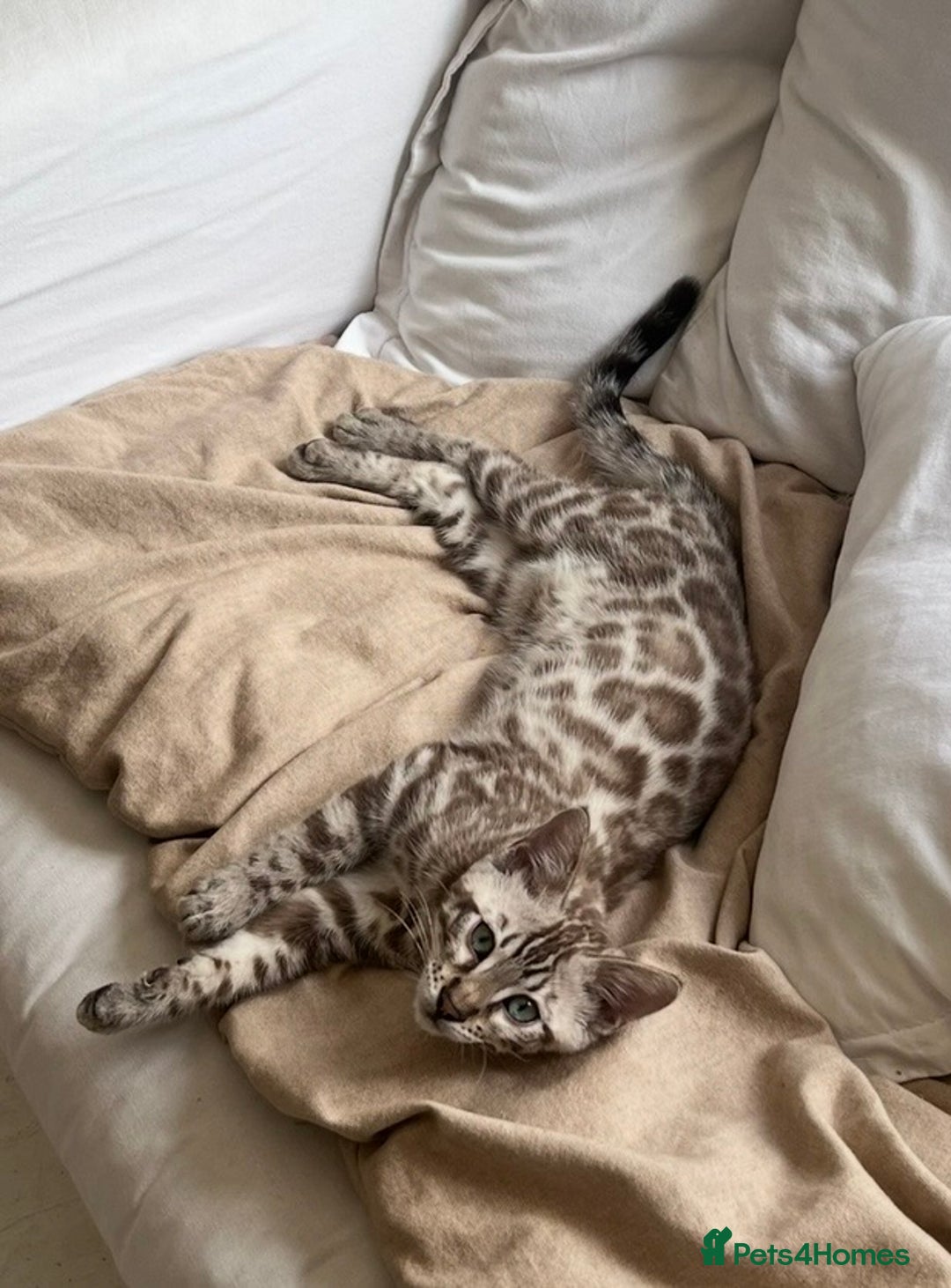 Bengal cats for sale: Bengal for sale  - Advert 1