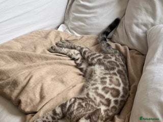 Bengal cats Bengal for sale - Advert 1