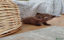 British Shorthair cats for sale: Gccf british shorthair kittens  - Image 3