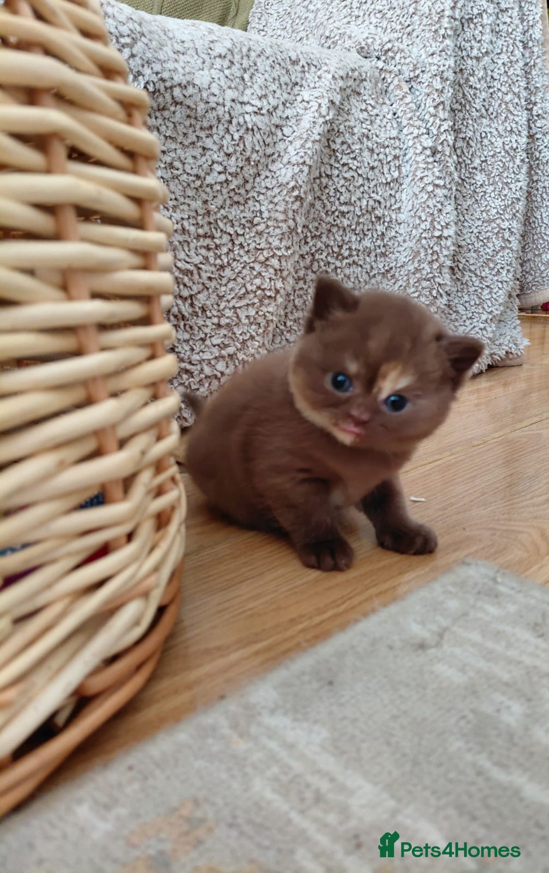 British Shorthair cats for sale: Gccf british shorthair kittens  - Image 3