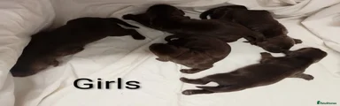 Sprocker 10