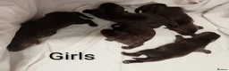 Sprocker dogs for sale: F1 sprocker puppies - Advert 27