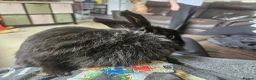 Lionhead rabbits for sale: Black lion head  in Godalming - Advert 3