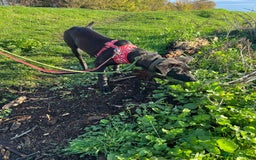 Whippet dogs for adoption: ASH-12 months,Medium,playful/friendly/loves people - Image 13