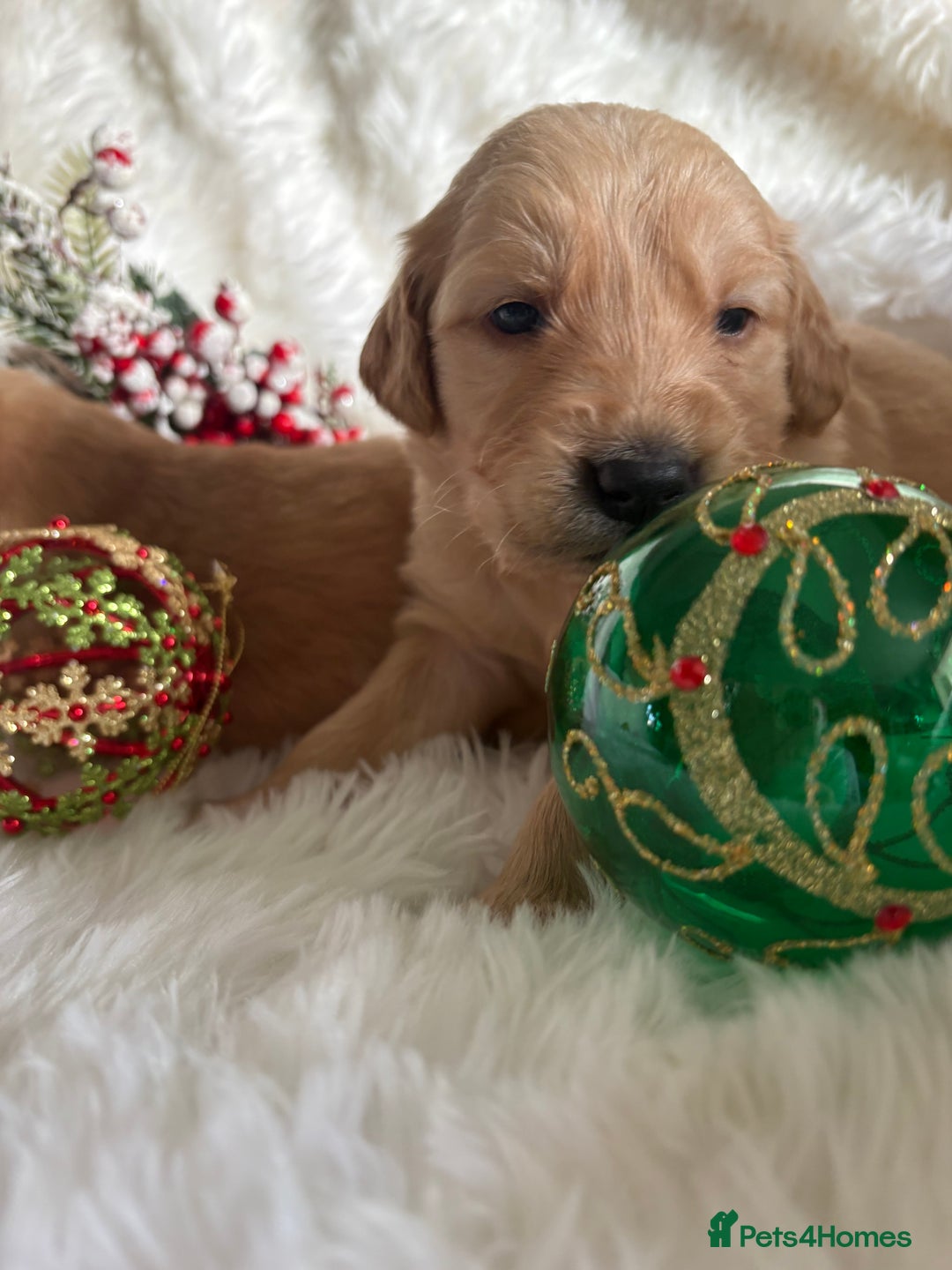 Golden Retriever dogs for sale: Sold sold sold sold sold  - Advert 30