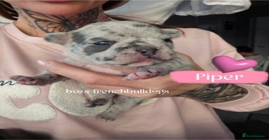 French Bulldog dogs - Advert 6