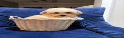 Poochon dogs for sale: READY TO NOW ♥️♥️ - Advert 8