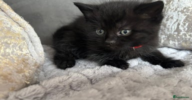 Maine Coon cats - Advert 5