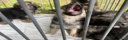 German Shepherd dogs for sale: Strong beautiful playful puppies  - Advert 27