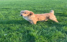 Golden Retriever dogs for sale: KC Registered Golden Retriever Puppies - Image 2