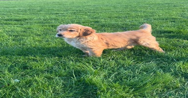 Golden Retriever dogs - Advert 6