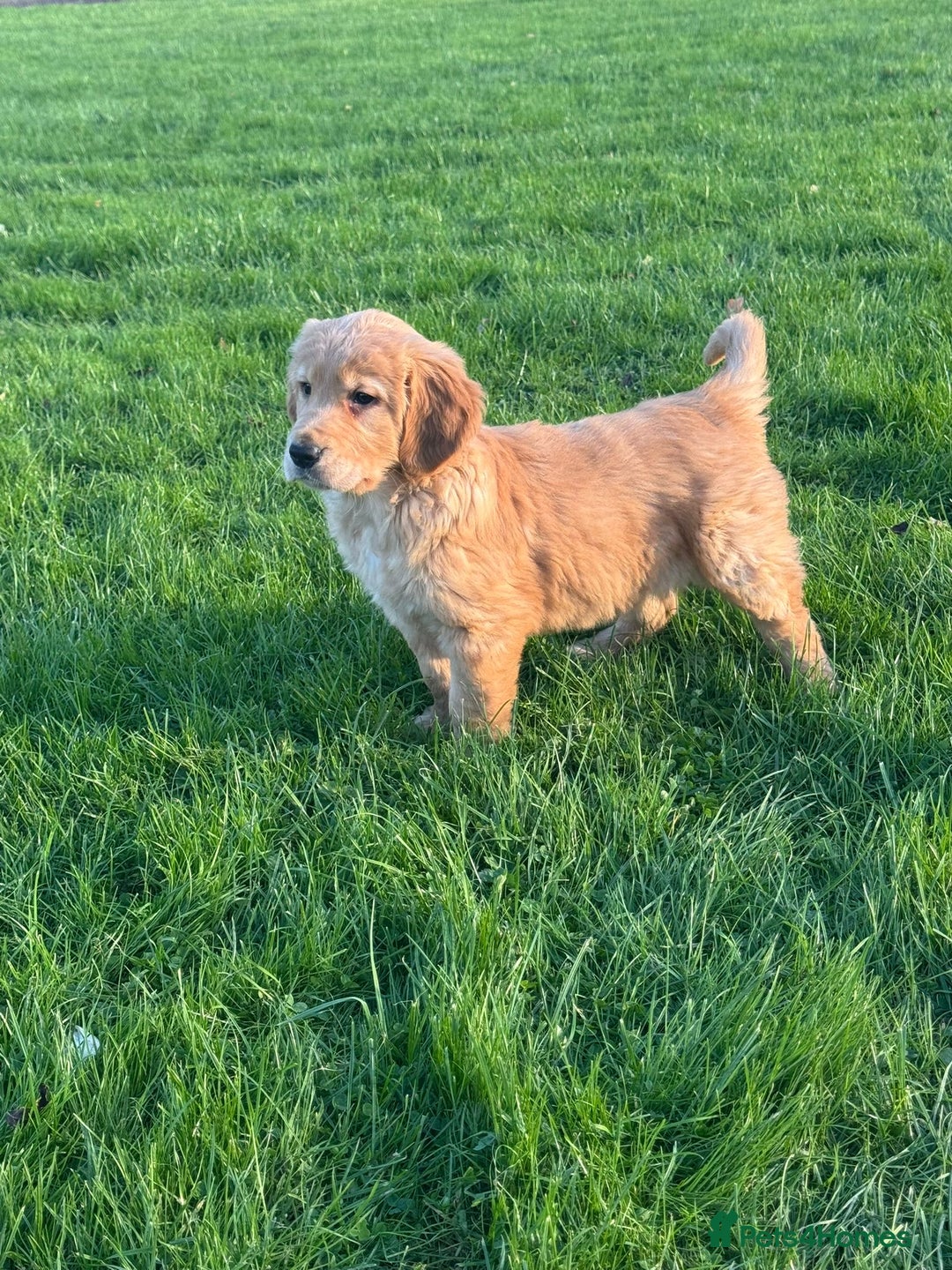 Golden Retriever dogs for sale: KC Registered Golden Retriever Puppies - Image 2