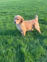 Golden Retriever dogs - Advert 6