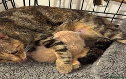 American Shorthair cats for sale: 4 stunning bsh x American short kittens avail - Image 40