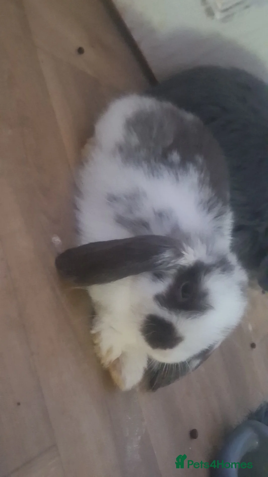 Mini Lop rabbits for sale: 4 beautiful mini lops, 2 boys 2 girls - Advert 6