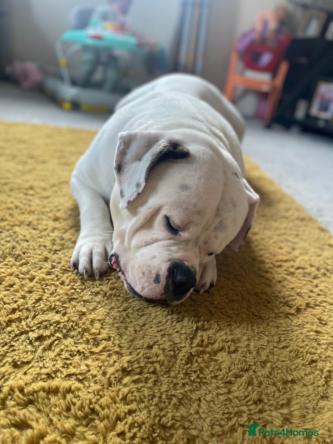 American Bulldog dogs for sale: 3year old Male American bulldog  - Image 3