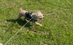 Mixed Breed dogs for sale: Playful mixed terrier looking for forever home.  - Image 6