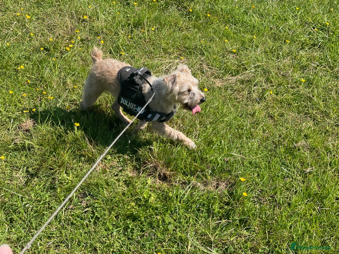 Mixed Breed dogs for sale: Playful mixed terrier looking for forever home.  - Image 6