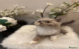 British Shorthair cats for sale: Blue/Lilac/Bicolour & Tortie Full Pedigree Reg BSH - Image 10