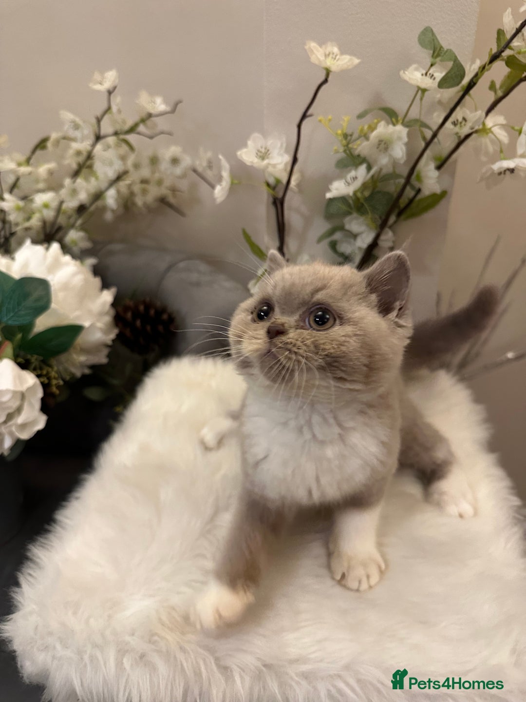British Shorthair cats for sale: Blue/Lilac/Bicolour & Tortie Full Pedigree Reg BSH - Image 10