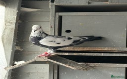 Pigeons birds for sale: Pigeons - Image 3