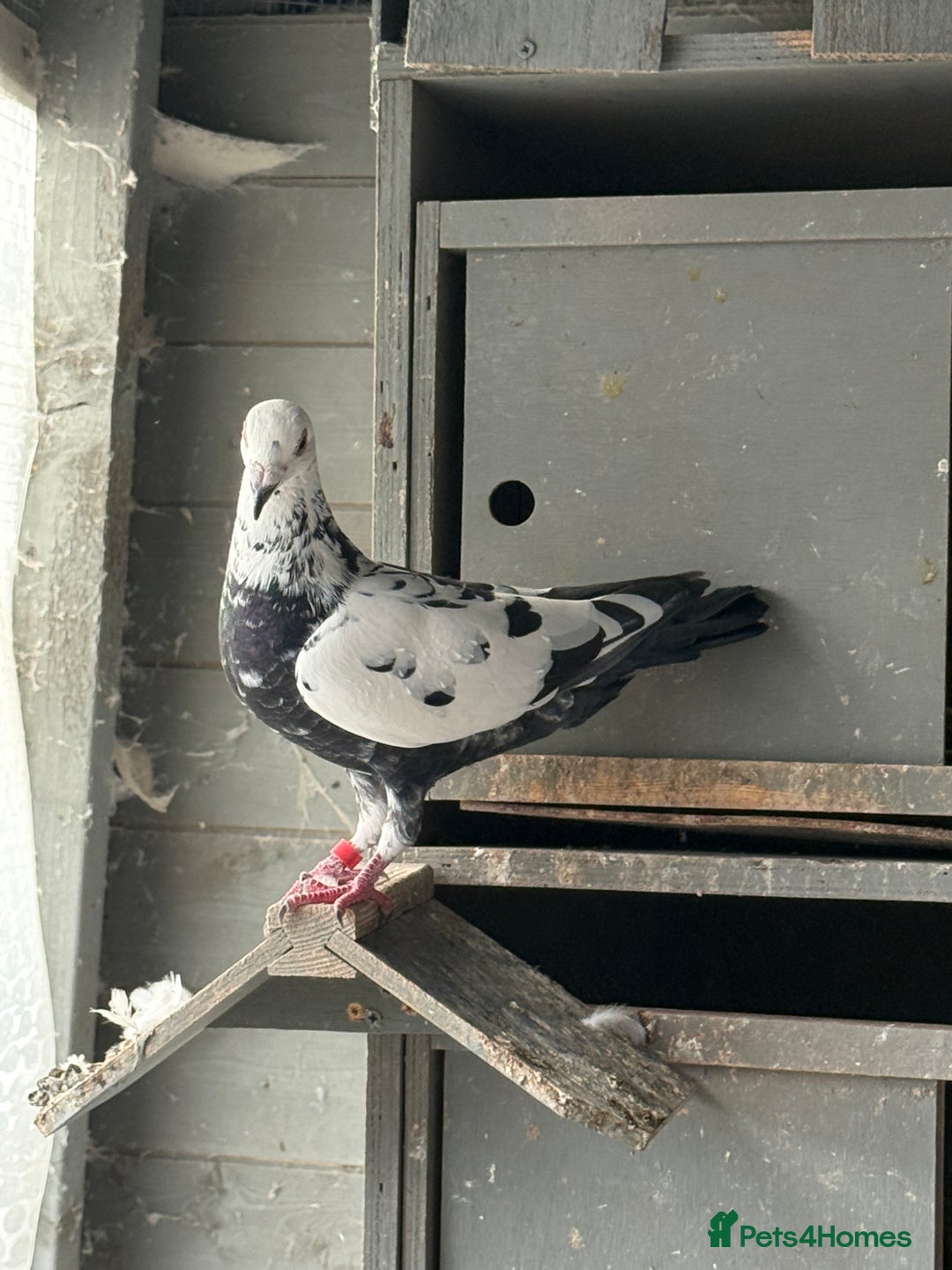 Pigeons birds for sale: Pigeons - Image 3