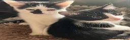 Mixed Breed cats for sale: Lovely kitten for sale in Clydebank - Advert 14