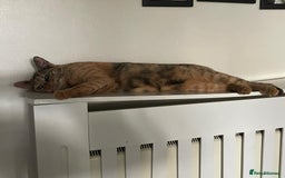 Domestic Shorthair cats for adoption: Loving Sage Looking for an Indoor ONLY home - Image 9