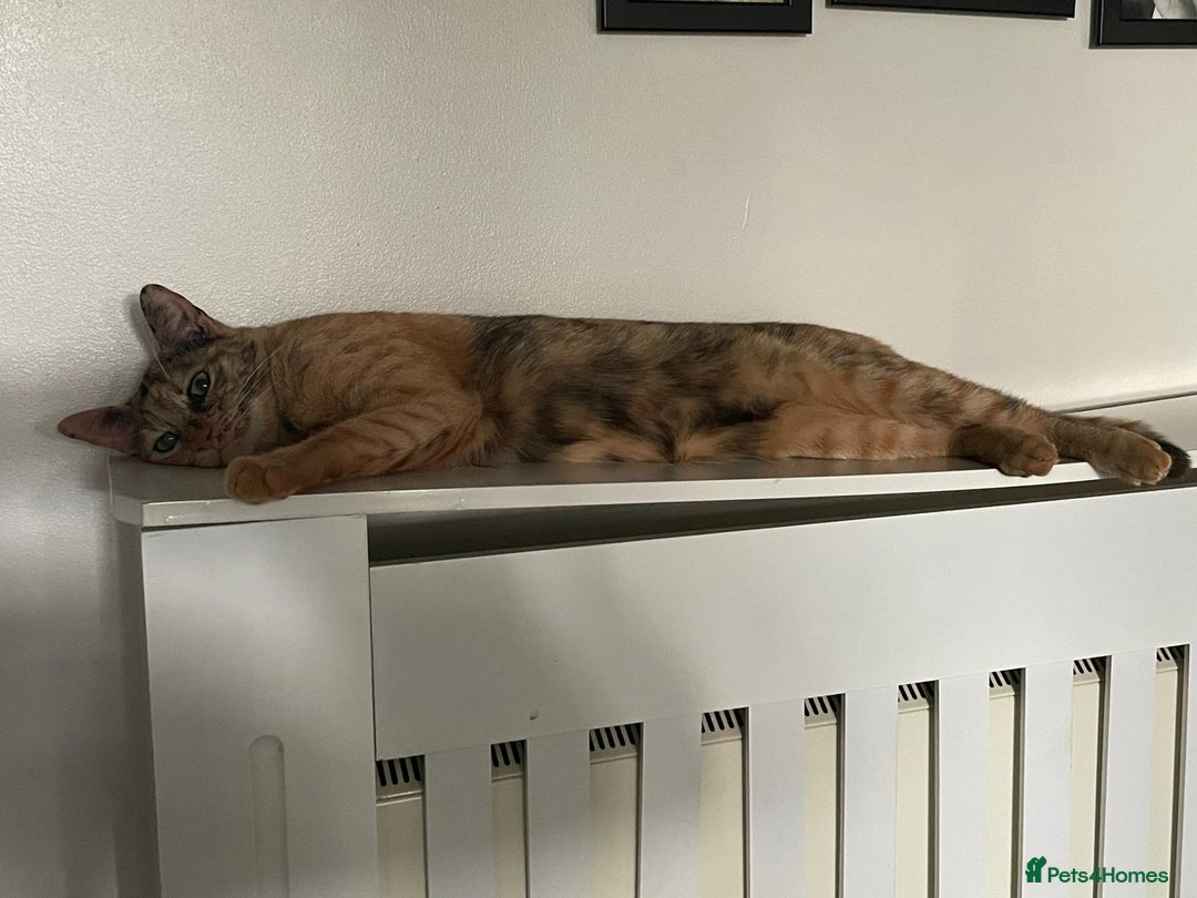 Domestic Shorthair cats for adoption: Loving Sage Looking for an Indoor ONLY home - Image 9