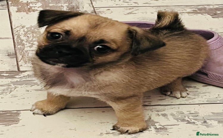 Mixed Breed dogs - Advert 1