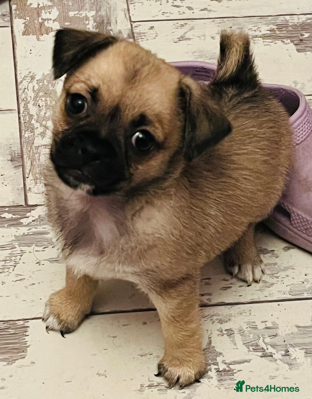 Mixed Breed dogs for sale: PUG CROSS  READY TO GO.  - Image 2