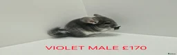 Chinchilla rodents for sale: TAME&FRIENDLY BABIES CHINCHILLA MIX COLOUR&GENDER  - Advert 4