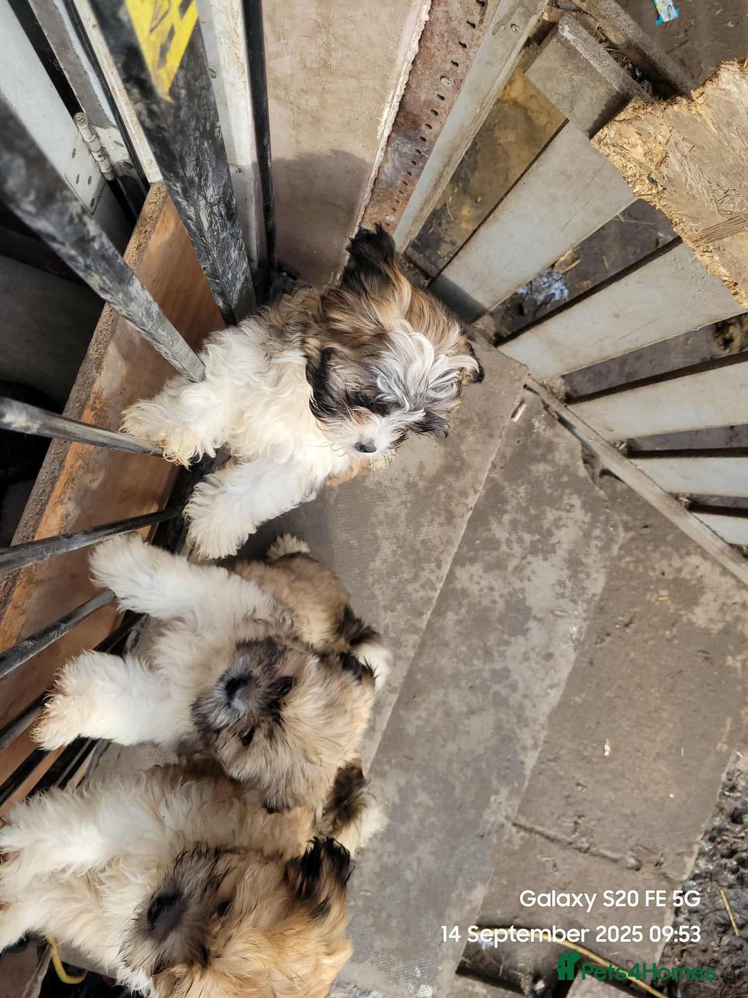 Lhasa Apso dogs for sale: Beautiful lhasa apso  - Image 12