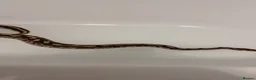 Python Snake reptiles for sale: 4 ball pythons  - Advert 2