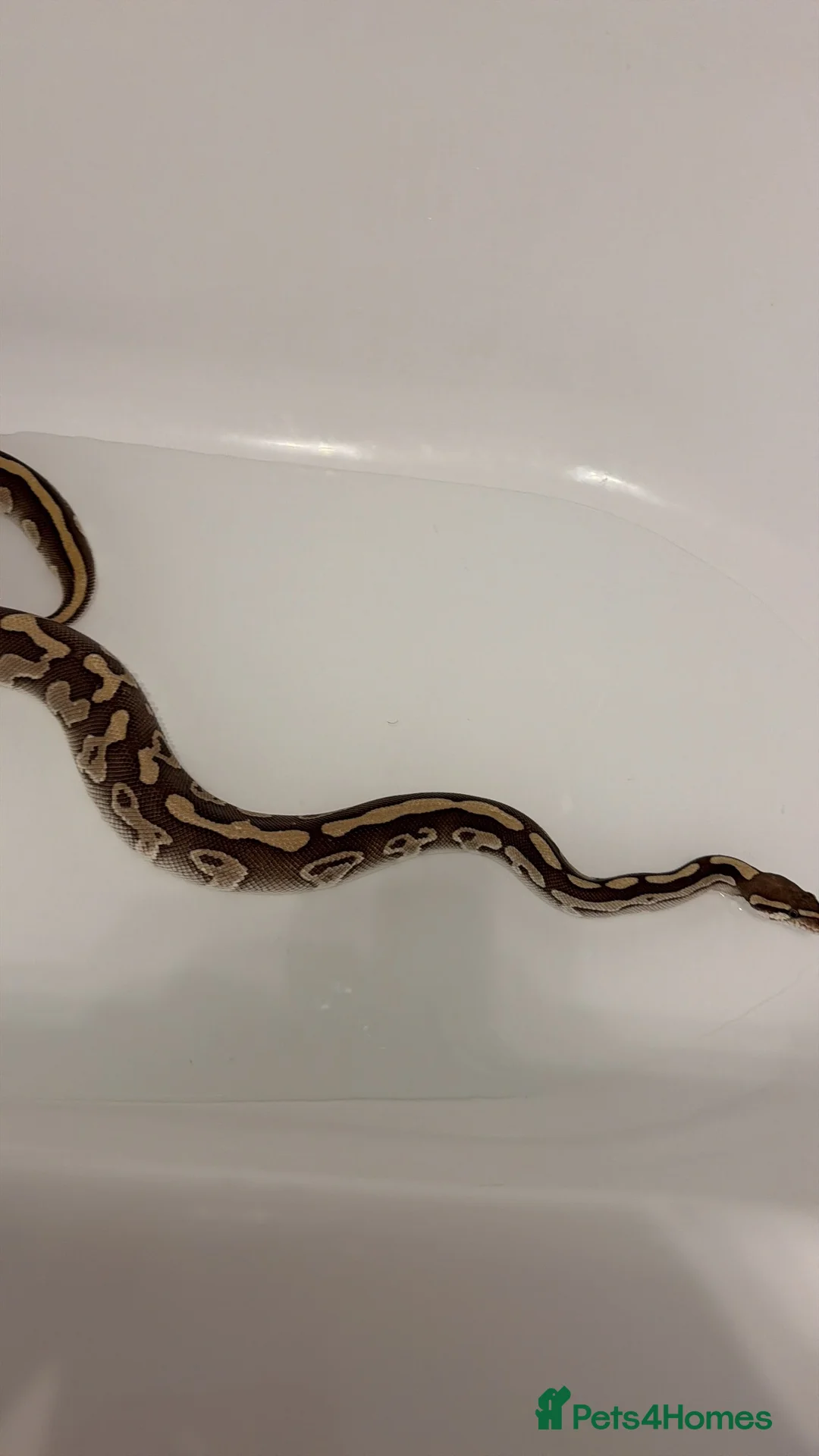Python Snake reptiles for sale: 4 ball pythons  - Advert 2