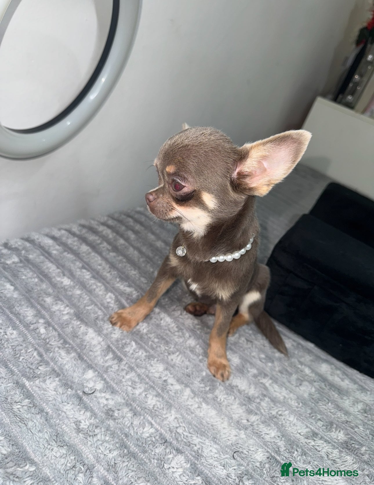 Chihuahua dogs Gorgeous chihuahua puppy ready for  **   - Advert 1