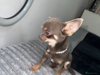 Chihuahua dogs Gorgeous chihuahua puppy ready for ** - Advert 1