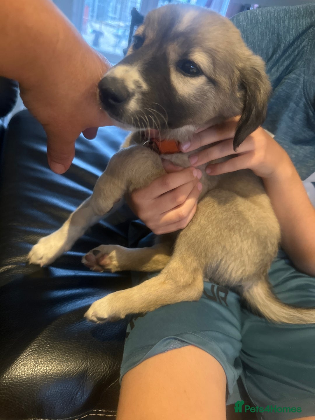 Mixed Breed dogs for sale: Beautiful healthy whippet  x Bedlington - Image 3